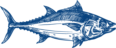 Blauflossenthunfisch