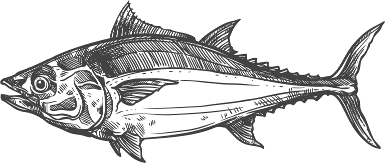 Blauflossenthunfisch